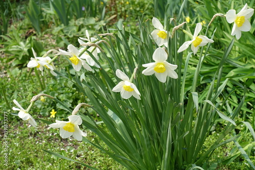 Obraz na płótnie Multiple white flowers of narcissus in April w salonie
