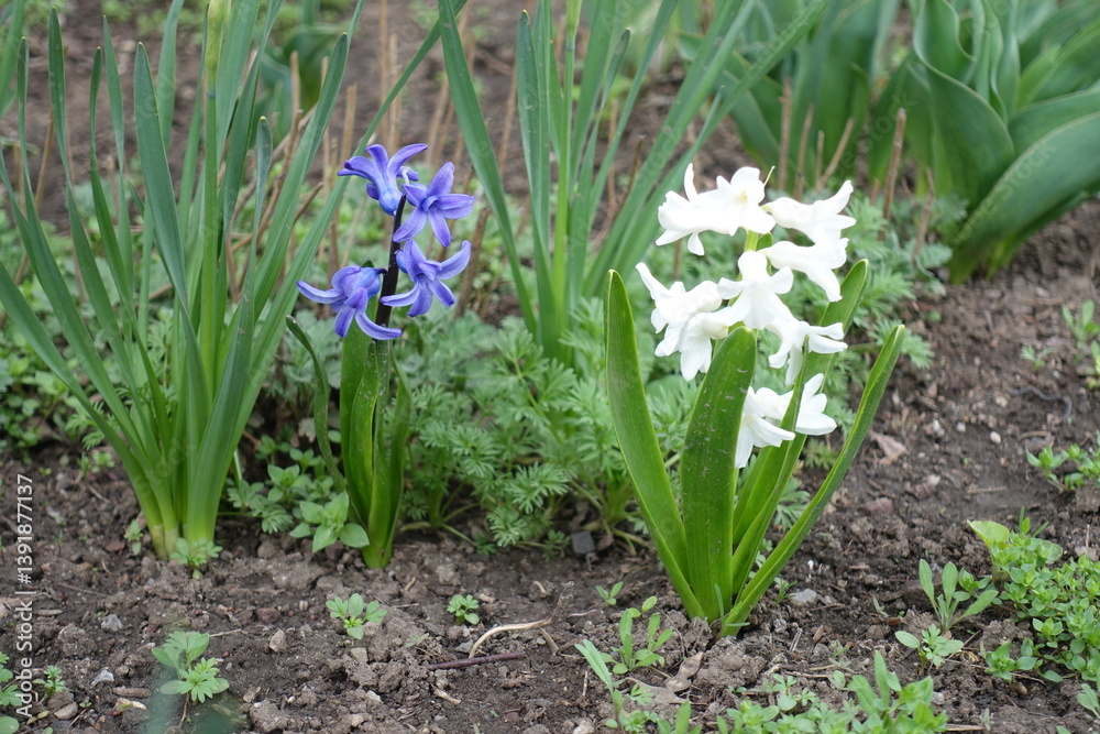 Close view of blue and white flowers of hyacinths in mid April