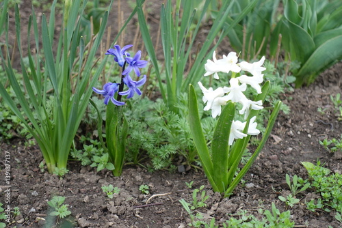 Obraz na płótnie Close view of blue and white flowers of hyacinths in mid April w salonie