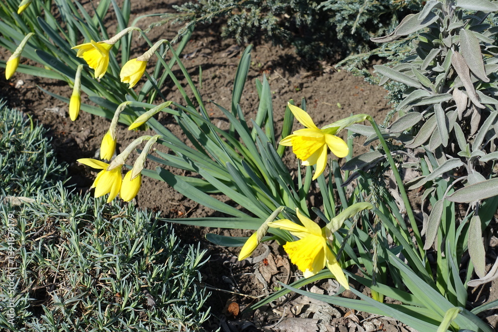 Half open yellow flowers and buds of common daffodils in mid March