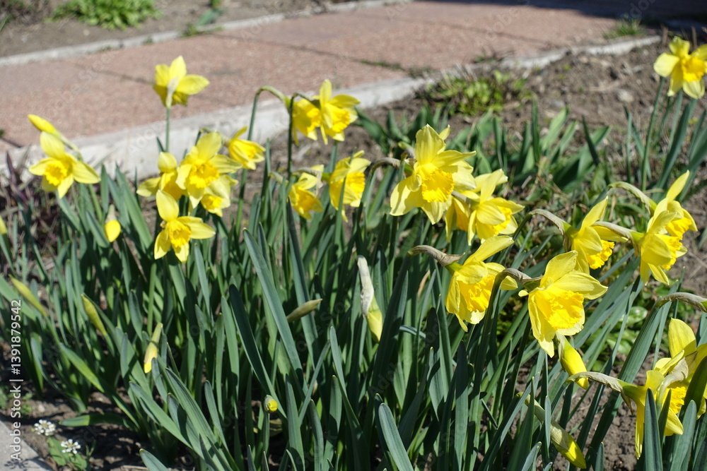 Obraz premium Multitude of bright yellow flowers of common daffodils in March