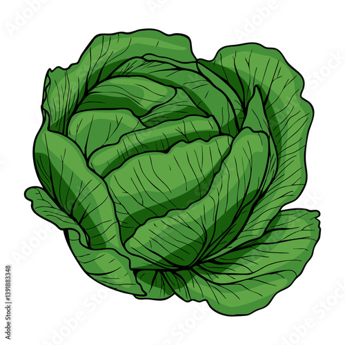 A vector detailed illustration of a fresh green cabbage with layered leaves, showcasing its natural texture and vibrant color.