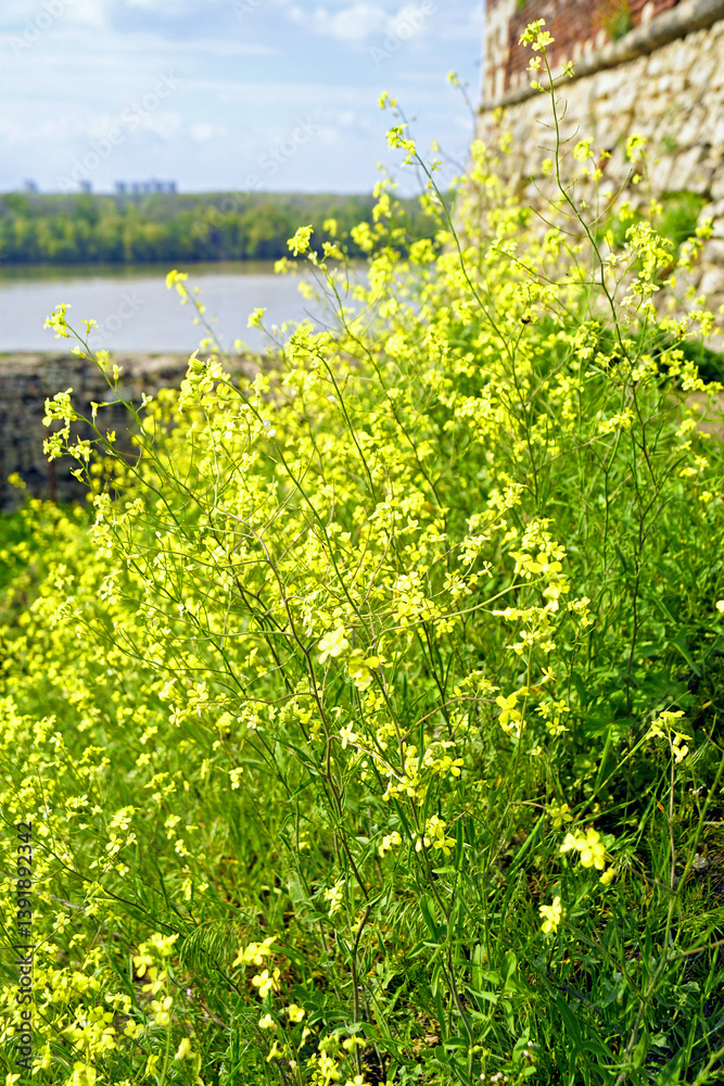 Obraz premium Landscape with wild rapeseed: tall weed with bright yellow flowers against the backdrop of ancient stone walls, river and forest. Spring in Kalemegdan Park in Belgrade, Serbia: Brassica napus in bloom