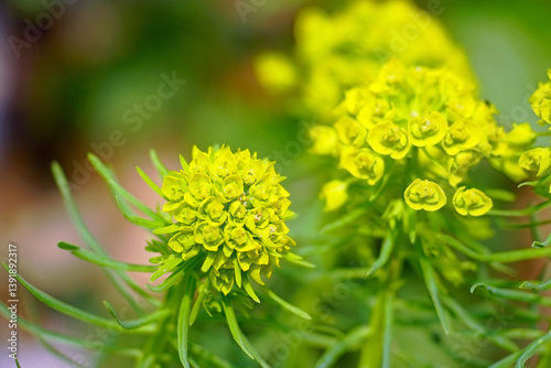 An exhibit in the botanical garden collection: cypress spurge during flowering. A representative of European flora: flowers of the plant Euphorbia cyparissias, common in the Balkan Mountains.