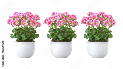 Pack of Kalanchoe Plant in Pot set of Three Different Poses set Against Transparent Background for Home Decor, Indoor Gardening, or Plant Care Promotion Projects photo