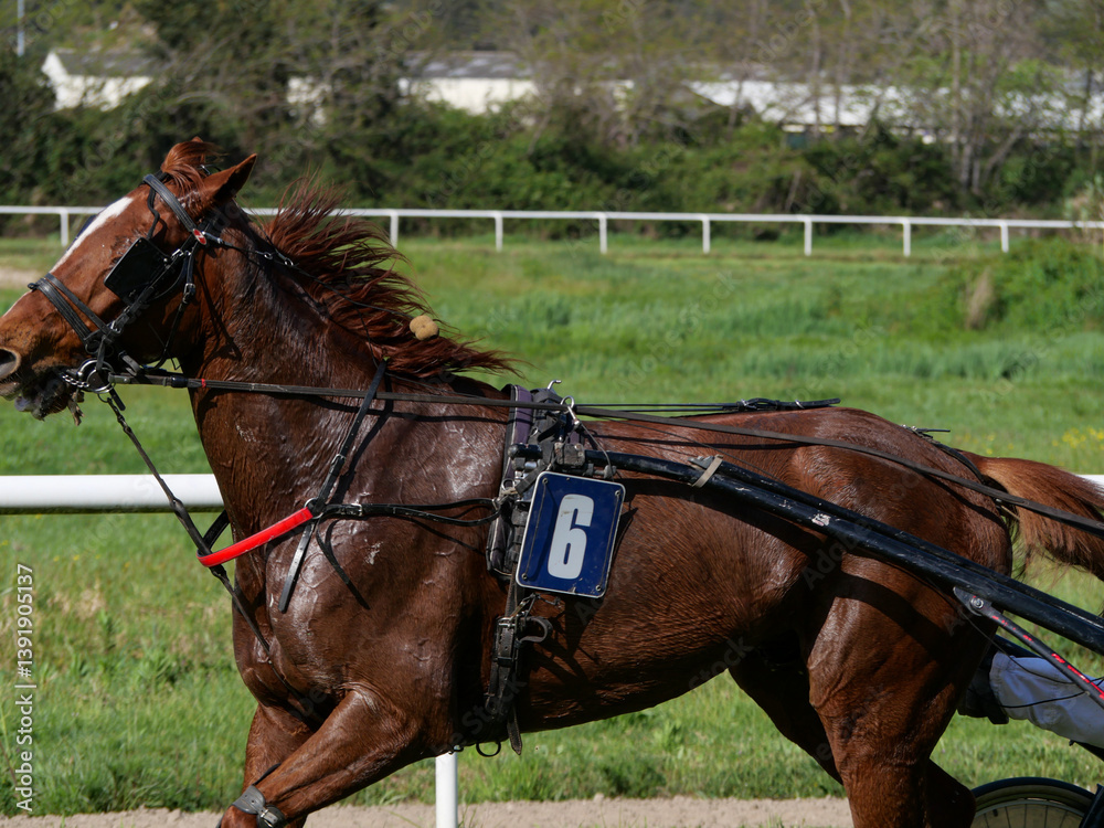 Hippodrome - Course chevaux - Ajaccio - Corse Hippodrome - Course chevaux - Ajaccio - Corse