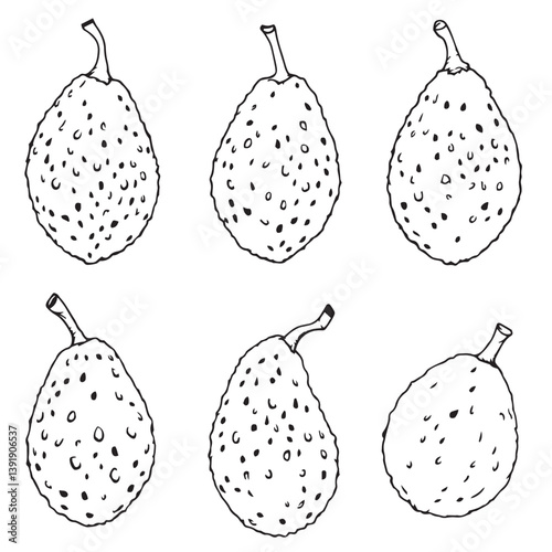 Modern Sapodilla Vector Line Art for Illustration