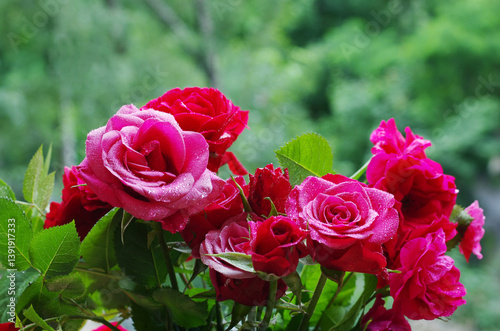 A bouquet of red roses on a blurred natural background.
