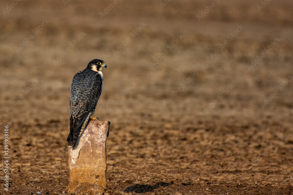 Peregrine Falcon (Falco peregrinus) Sitting on Ground at Little Rann of Kutch