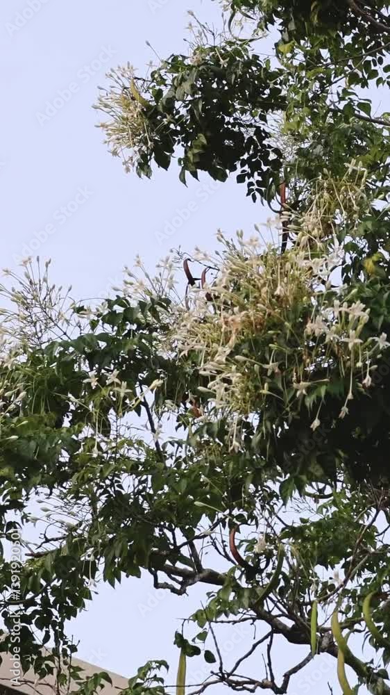 Blossoming Indian Cork Tree Blossoming Indian Cork Tree