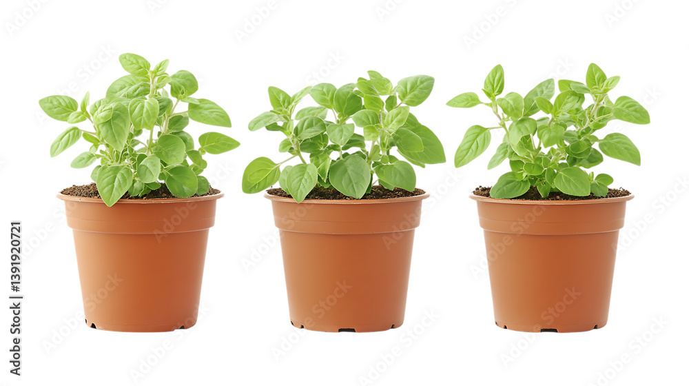 Fototapeta premium Pack of Oregano Plant in Pot Set Against Transparent Background for Culinary, Home, or Gardening Design Projects