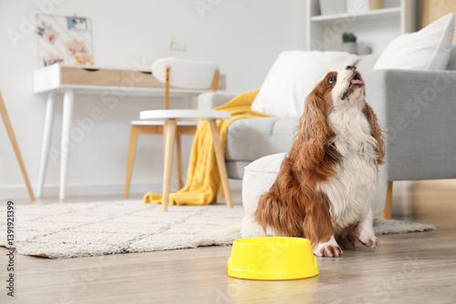 Cute cavalier King Charles ...