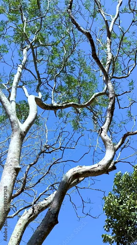 Tree Canopy in Chonburi Zoo
