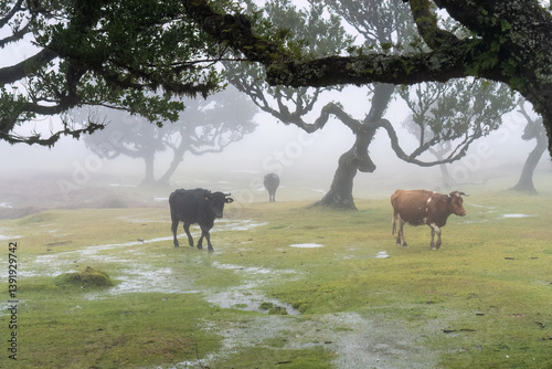 cows in the final forest in the mist and rain Portugal 