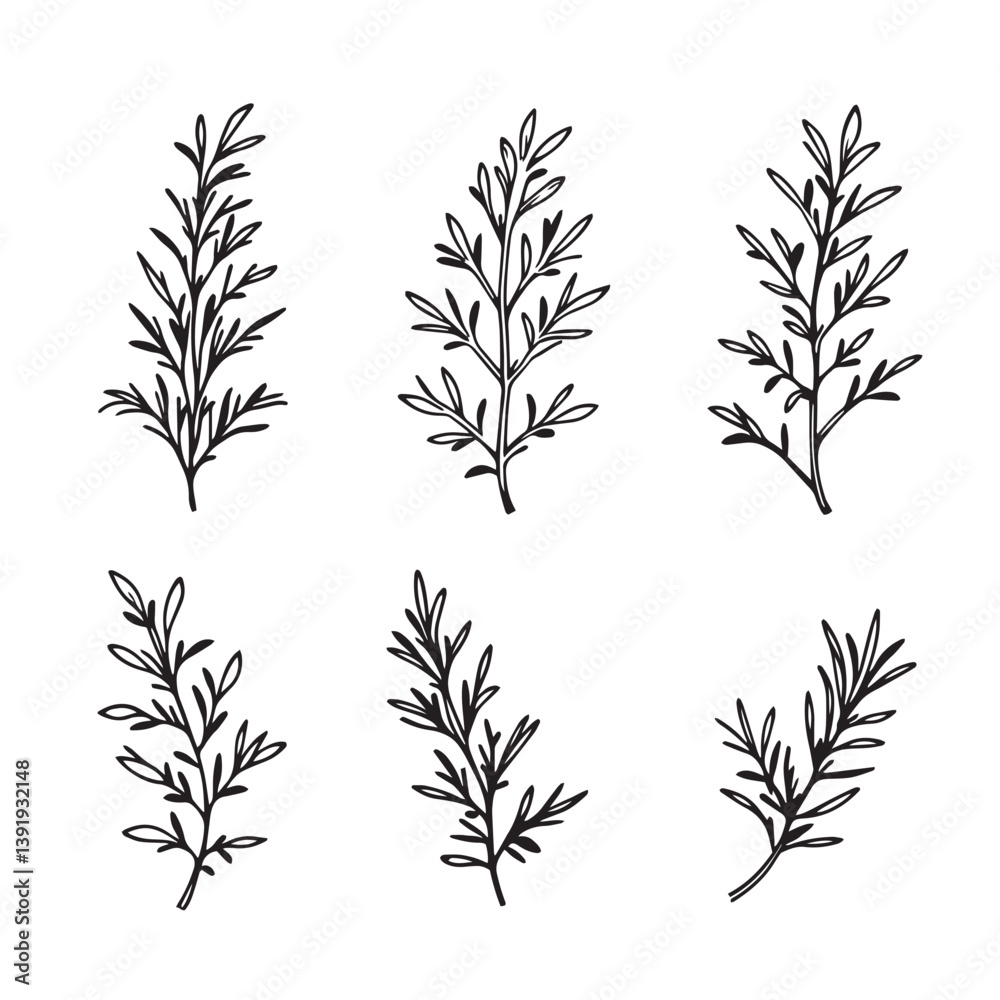 Naklejka premium Elegant Rosemary Leaf Vector Line Art Illustration