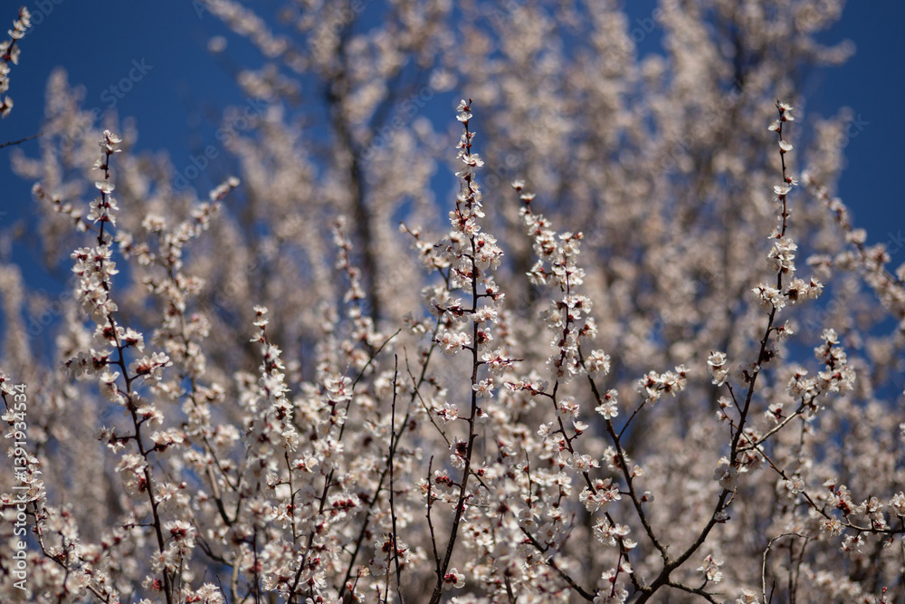 Naklejka premium cherry blossom in spring