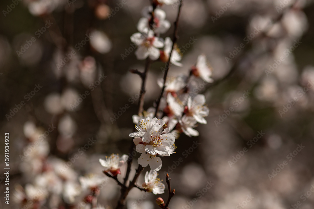 cherry blossom in spring