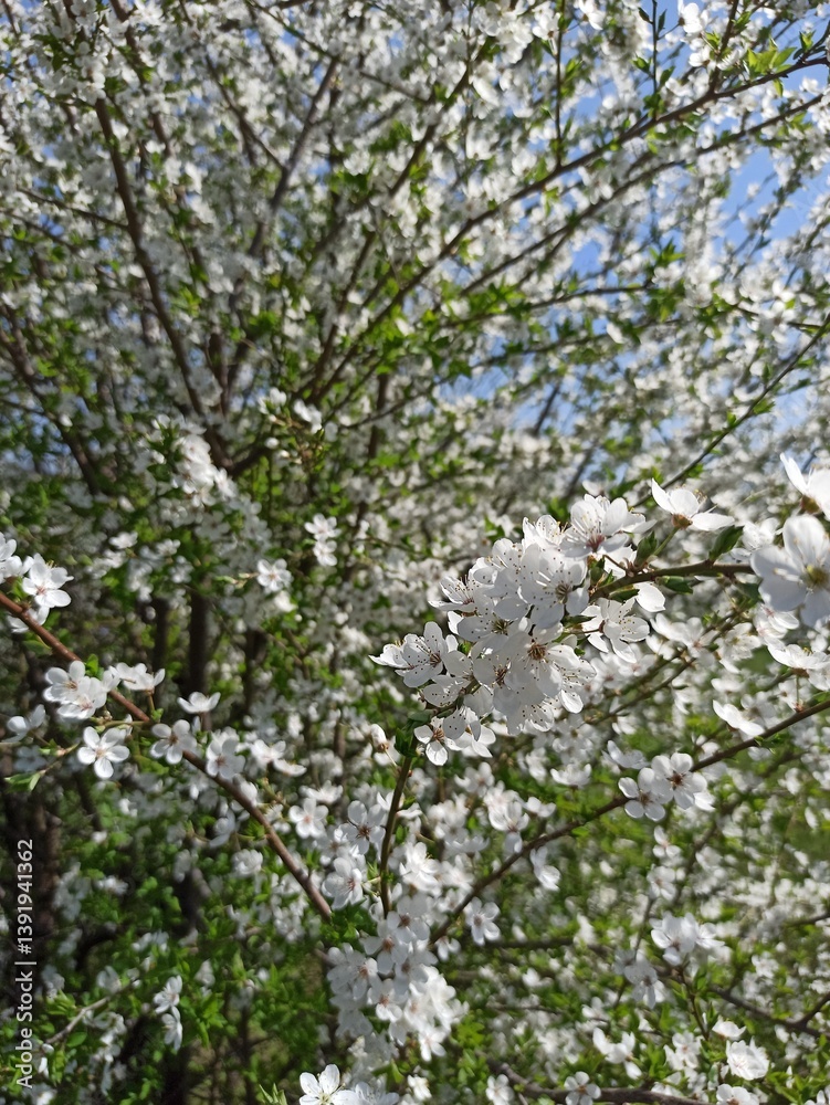 Blooming Sakura Trees in Spring, Cherry Blossoms in Full Bloom