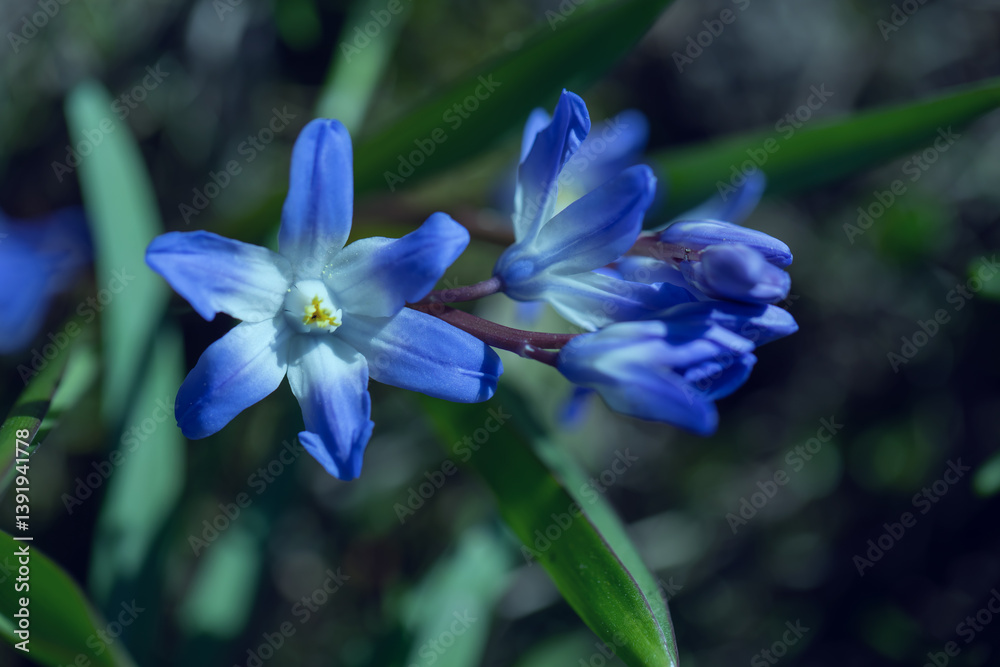 Śnieżnik (Chionodoxa Boiss.) Niebieski drobny kwiat kwitnący wiosną w ogrodzie. Glory of the snow