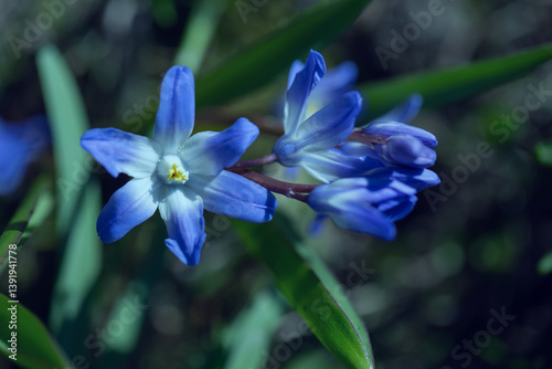 Obraz na płótnie Śnieżnik (Chionodoxa Boiss.) Niebieski drobny kwiat kwitnący wiosną w ogrodzie. Glory of the snow w salonie