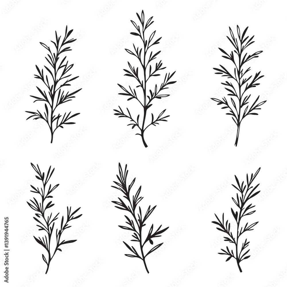 Obraz premium Rosemary Leaf Line Art for Eco Friendly Designs