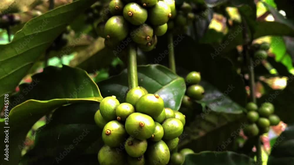 Unripe Green Coffee Beans on Branch Unripe Green Coffee Beans on Branch