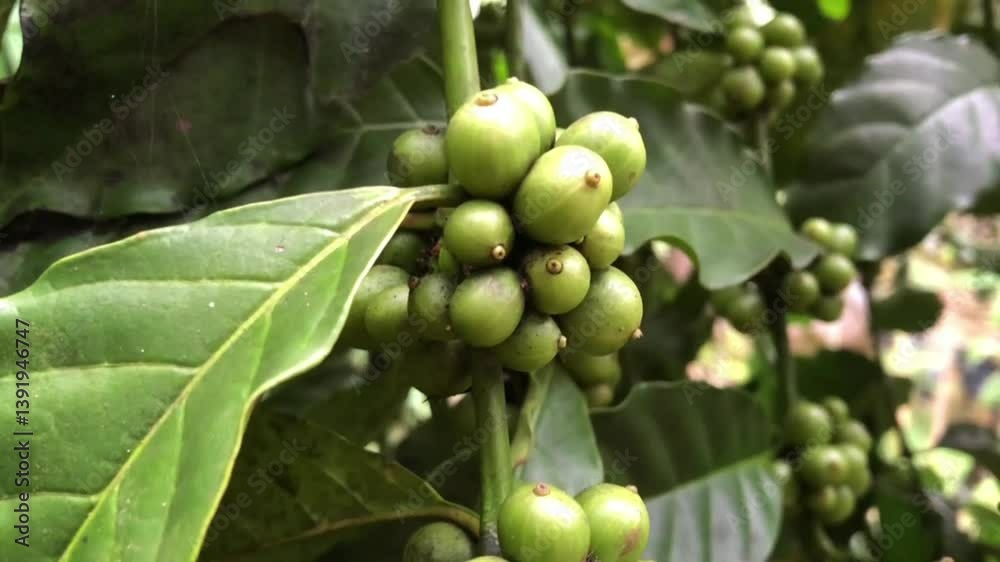 Unripe Green Coffee Beans on Branch Unripe Green Coffee Beans on Branch