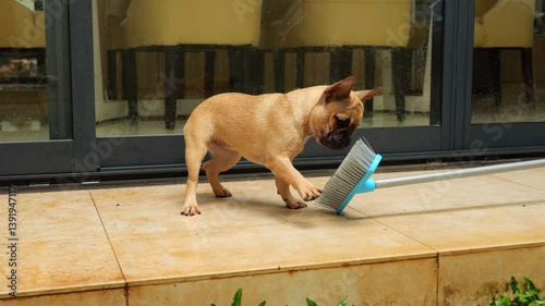 Playful French Bulldog puppy explores floor brush, curiously prodding its spiky bristles with its paw. Little dog's adorable interactions with cleaning tool add touch of amusement to household chores.