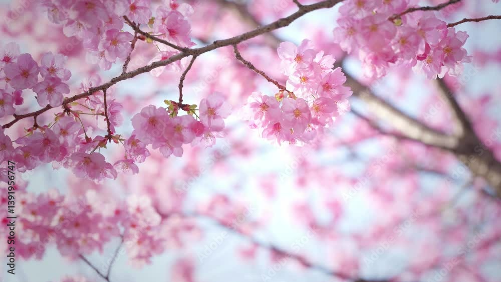 Close-up of cherry blossoms, spring plants, bright pink Close-up of cherry blossoms, spring plants, bright pink
