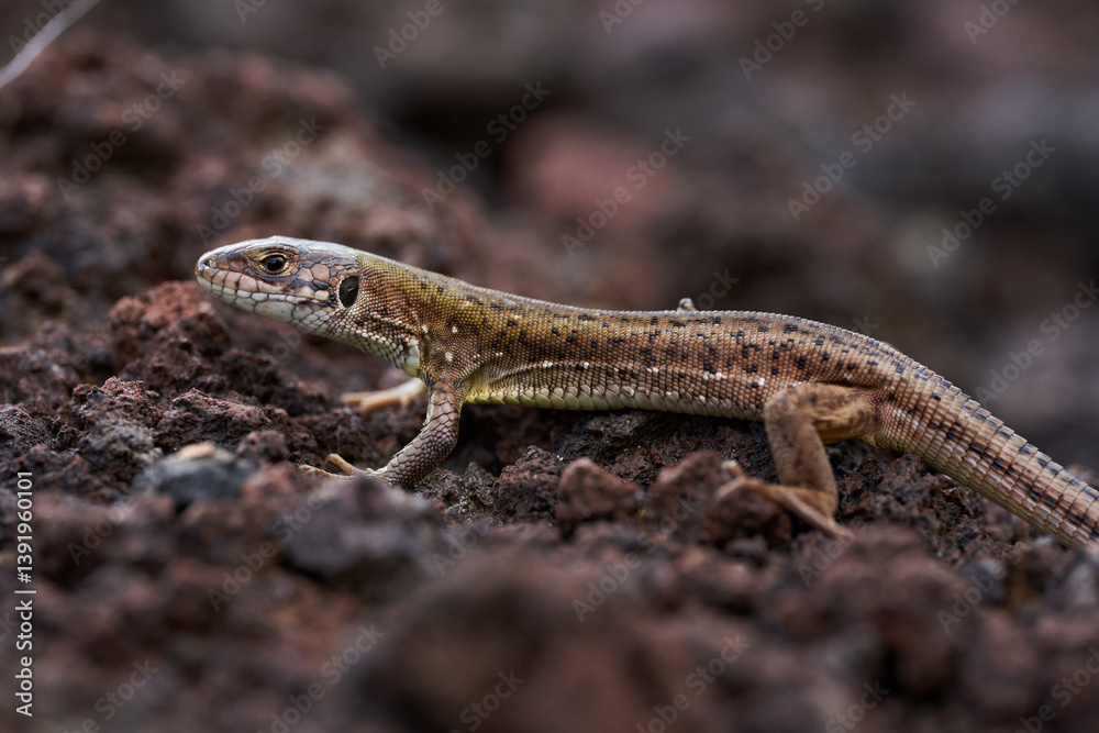 Naklejka premium Lizard on volcanic soil closeup