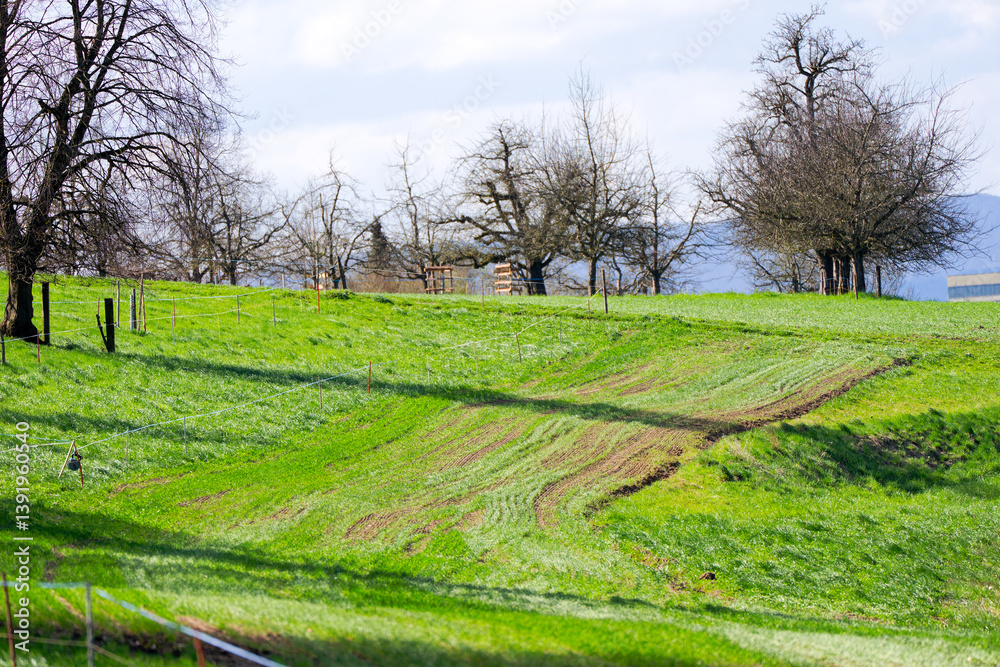 Scenic view of rural landscape with meadow and orchard on a sunny spring day. Photo taken April 1st, 2025, Zurich Schwamendingen, Switzerland. Scenic view of rural landscape with meadow and orchard on a sunny spring day. Photo taken April 1st, 2025, Zurich Schwamendingen, Switzerland.