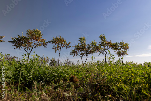 Obraz na płótnie a row of sumac trees to fence the field and divide it into sections, side view, view from below w salonie