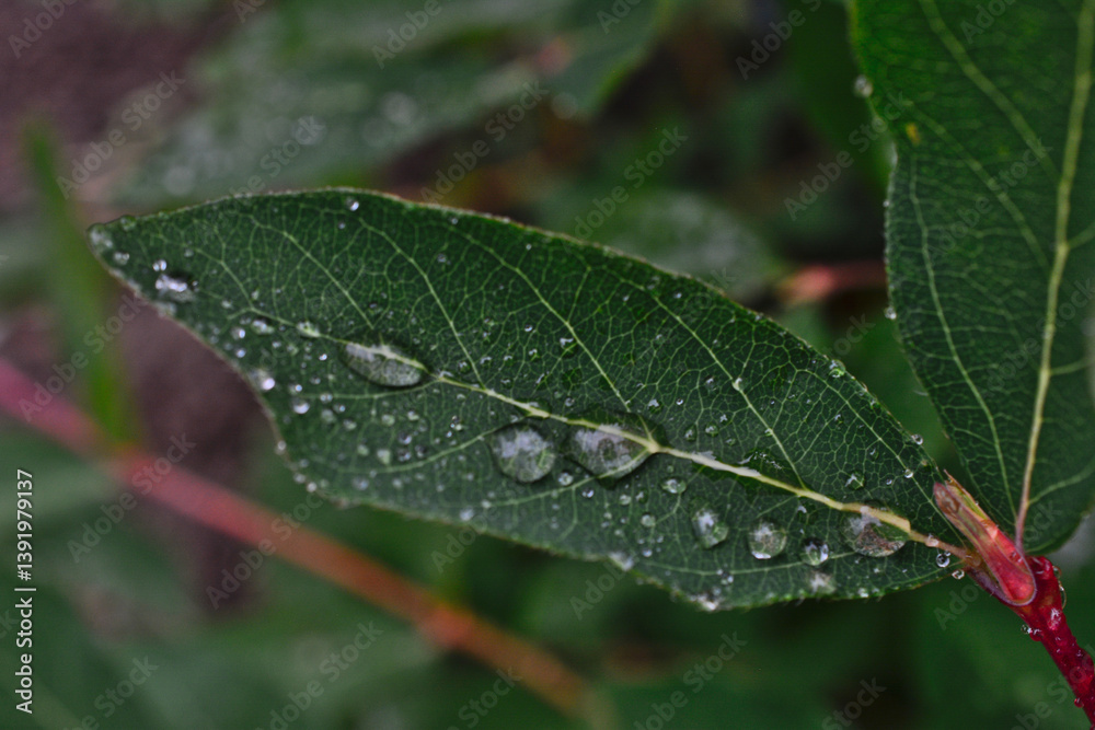 Obraz premium Close-up of a Green Leaf with Water Droplets