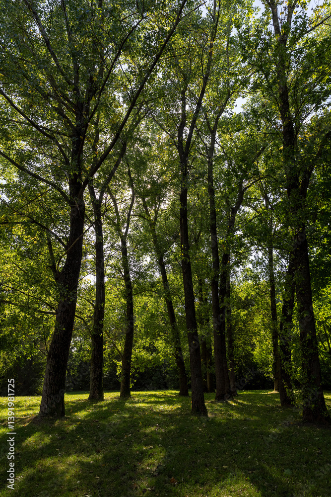 park with maple trees with green foliage in late summer, beautiful tall maple trees in sunny weather in the park or forest