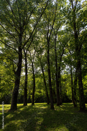 Obraz na płótnie park with maple trees with green foliage in late summer, beautiful tall maple trees in sunny weather in the park or forest w salonie