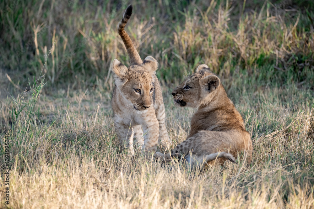 Obraz premium Lion Cubs Playing in Grass – Young African Wildlife in Savuti, Botswana