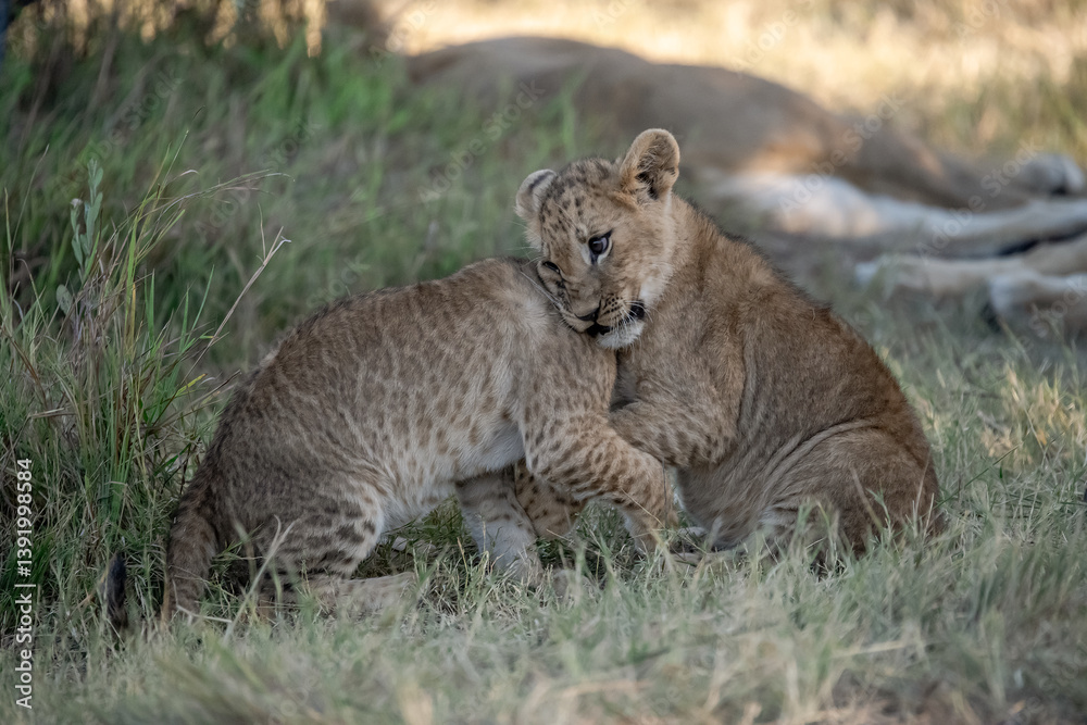 Obraz premium Lion Cubs Playing in Grass – Young African Wildlife in Savuti, Botswana