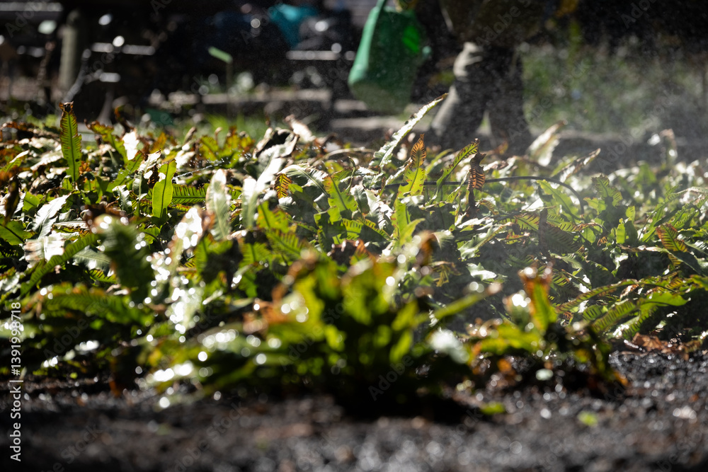 Obraz premium Wet fern leaves being watered in botanical garden