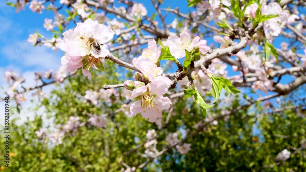 close-up of a bee collecting nectar from white-pink beautiful flowers of a blossoming apple tree, branches of an apple tree with flowers moving in a light wind on a warm spring sunny day close-up of a bee collecting nectar from white-pink beautiful flowers of a blossoming apple tree, branches of an apple tree with flowers moving in a light wind on a warm spring sunny day