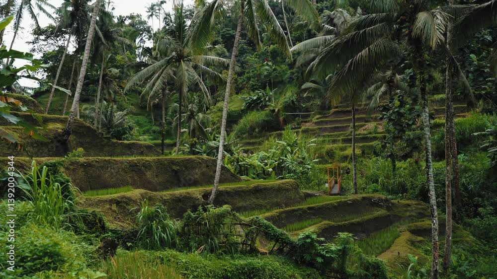 Rice filed and rice terrace on Bali, Indonesia
Rice filed and rice terrace on Bali, Indonesia