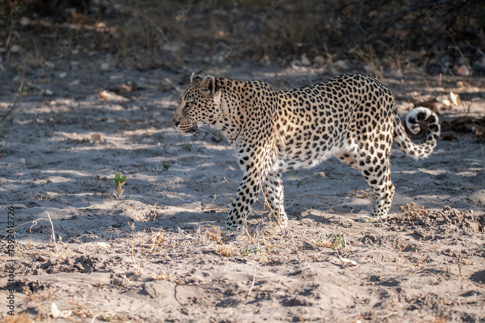 Obraz premium Leopard in wild savannah , Animal of africa