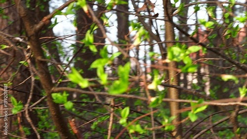the sun illuminates the first leaves on the trees in spring