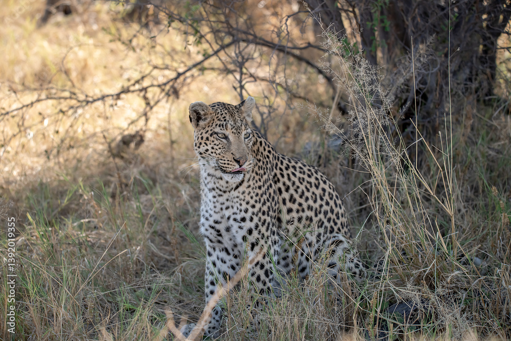 Naklejka premium Leopard Hidden in Golden Grass – Animal of Africa -Leopard in wild savannah 