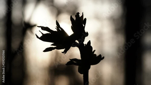 the sun illuminates the first leaves on the trees in spring