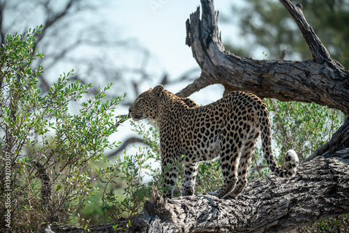 Leopard Hidden in Golden Grass – Animal of Africa -Leopard in wild savannah 