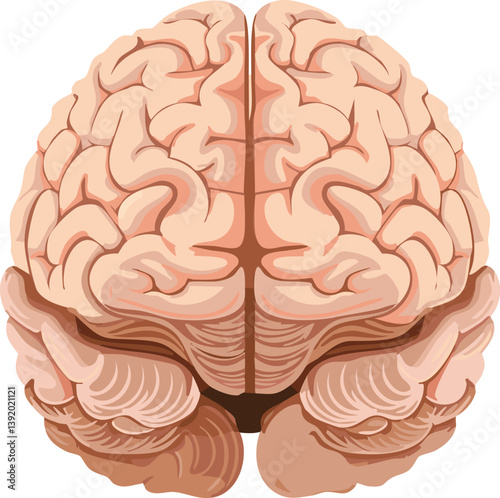 front view of the brain with vivid colors can be used for learning