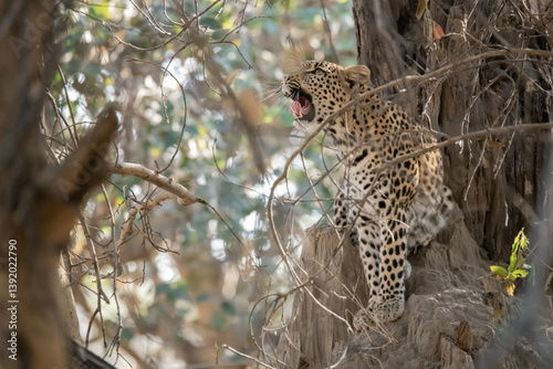 Leopard Hidden in Golden Grass – Animal of Africa -Leopard in wild savannah 