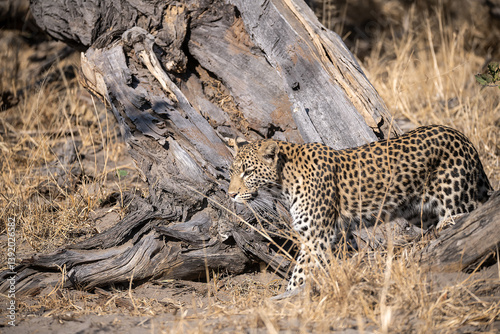 Leopard Hidden in Golden Grass – Animal of Africa -Leopard in wild savannah 
