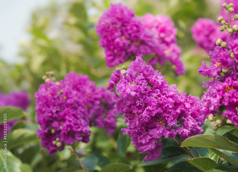 Japanese Crape Myrtle Flower, Lagerstroemia Indica. Lagerstroemia speciosa tree with pink and purple flowers in park. Japanese Crape Myrtle Flower, Lagerstroemia Indica. Lagerstroemia speciosa tree with pink and purple flowers in park.