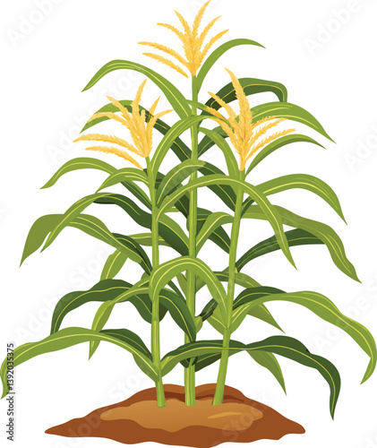 A corn plant. The plant has a tall, slender stem and yellow in color corn